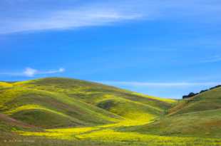 Hills of wildflowers-0509